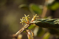 Taxillus tomentosus
